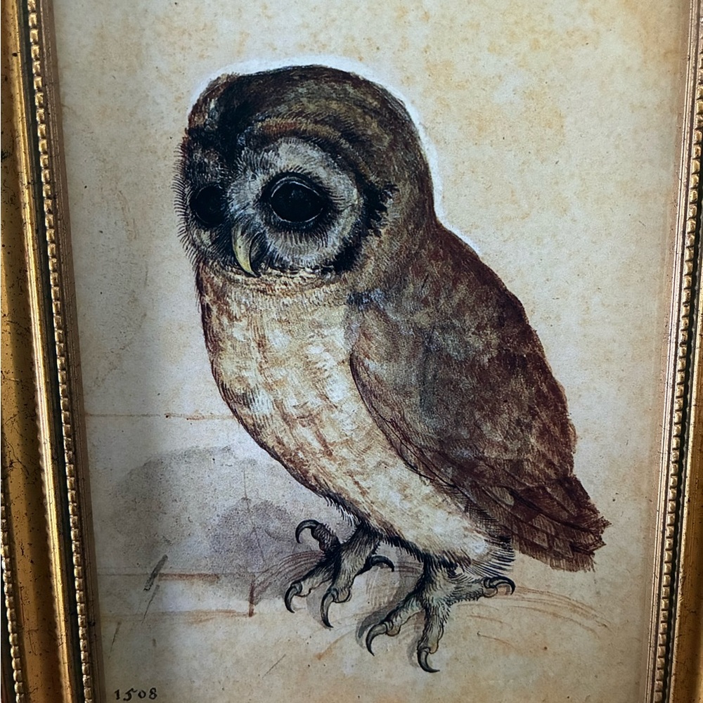 Albrecht Durer Little Owl Framed Art Print 6x8 German Renaissance Gold Wall Art - Picture 3 of 3